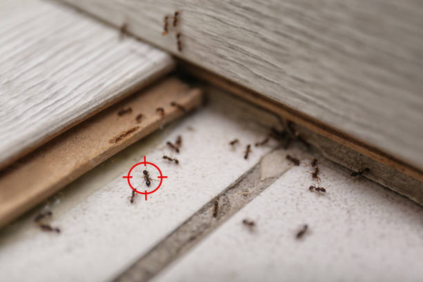 Best Affordable Pest Control Services  in Zeeland, MI